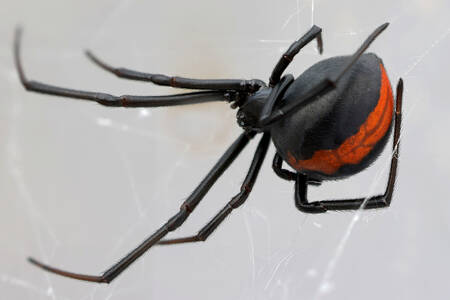 Australian Redback Spider