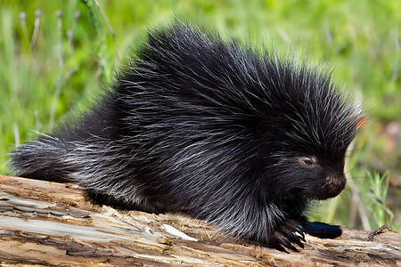 North American Porcupine