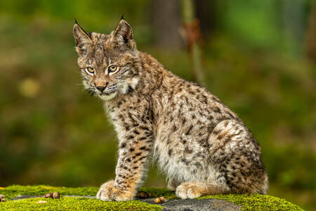 Lynx in the forest