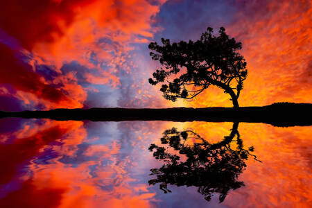 Tree against the backdrop of a fiery sunset