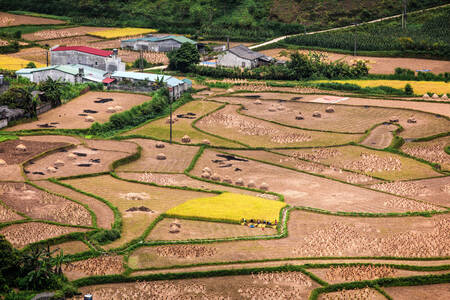 Sawah bertingkat di Quan Ba