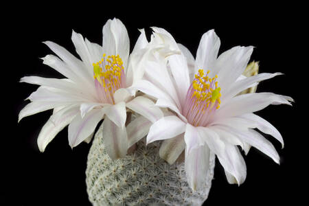 Κάκτος με λευκά λουλούδια