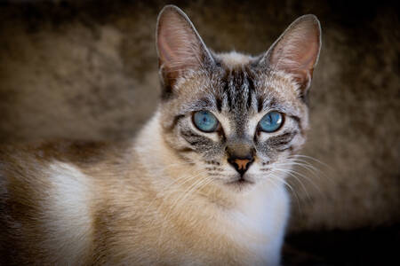 青い目をした灰色の猫