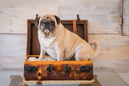 Pug in a travel suitcase