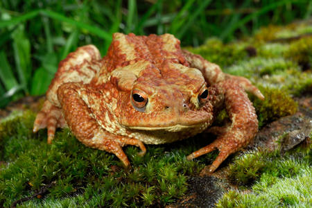 Обыкновенная жаба на траве