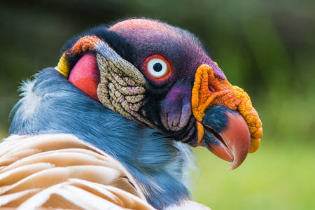 Portrait d'un vautour royal