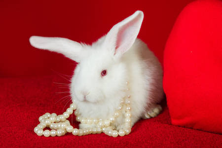 Bílý králík v perlových korálcích