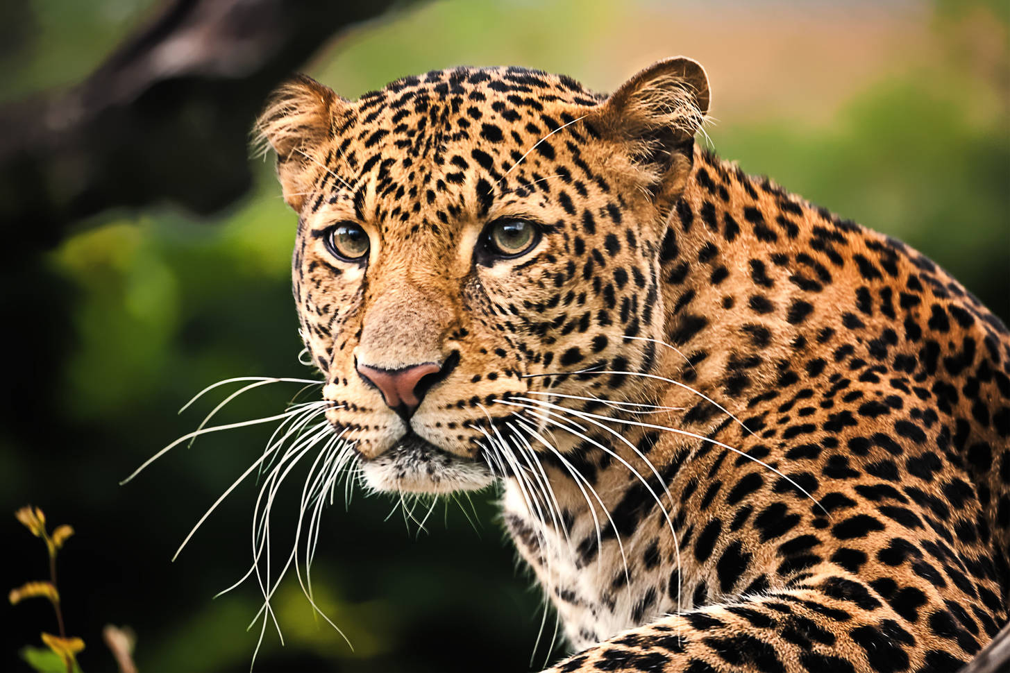 Переднеазиатский леопард арт