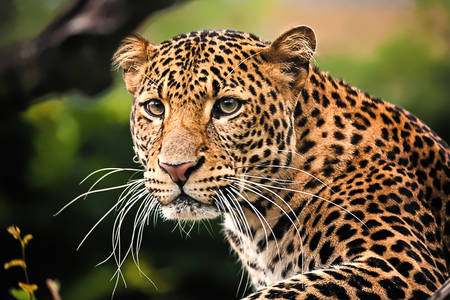 Portrét leoparda