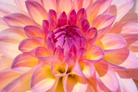 Fleur de dahlia