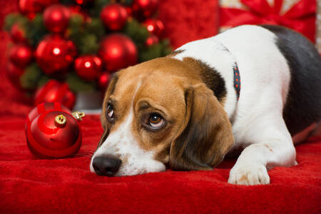 Beagle a vánoční hračky