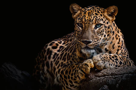 Leopardo su sfondo nero