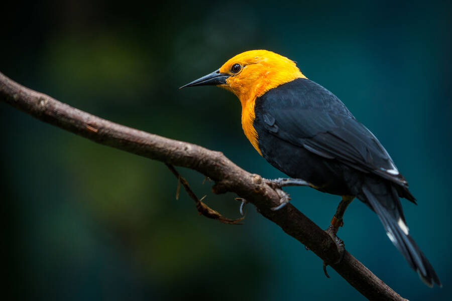 Yellow-headed Troupial