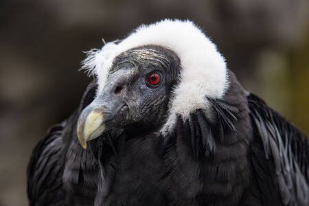 Portrait de condor andin
