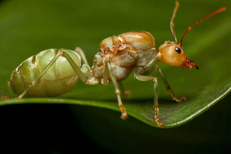 Mravenčí královna