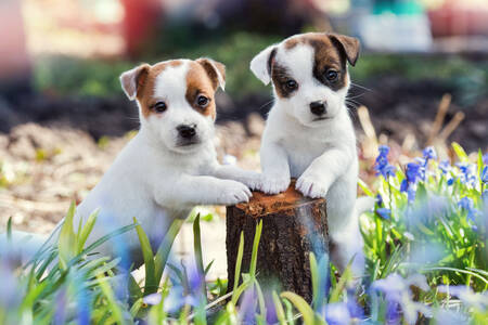 Jack Russell Terrier-pups