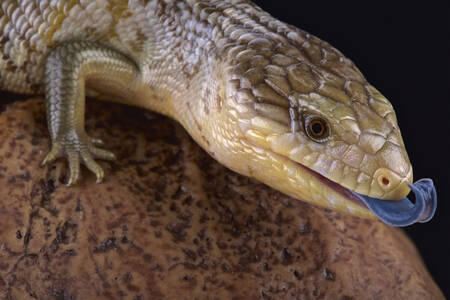 Skink with blue tongue