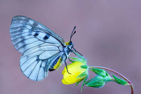 Mnemosyne-Schmetterling