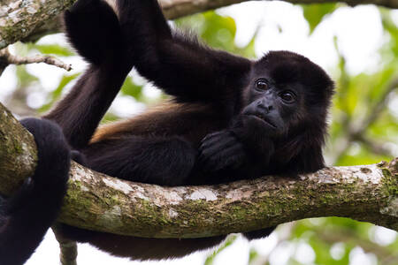 Mαϊμού σε ένα δέντρο