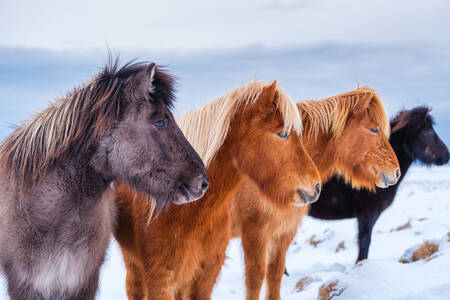 Cavalos islandeses de várias cores
