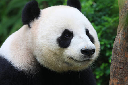Panda portrait