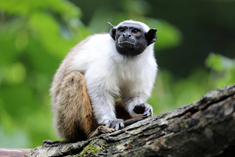 RTL2 Imagine Dragons Ascolta la diretta Parigi Online Radio Box