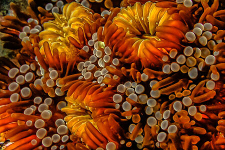 Anemone de mare