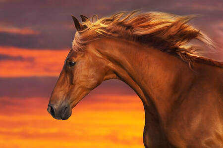 Horse against the background of the sunset sky