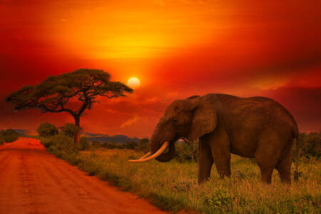 Słoń afrykański o zachodzie słońca