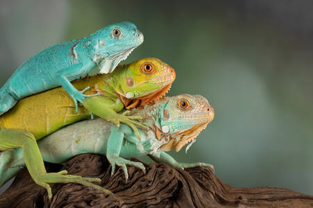Three iguanas