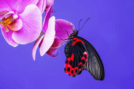 Butterfly on an orchid