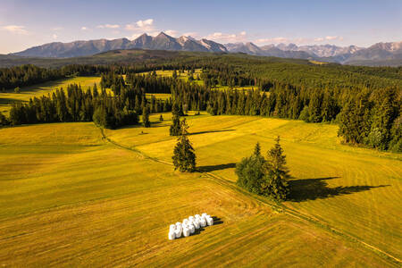 Prairies dans les Hautes Tatras