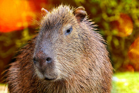 Capivara