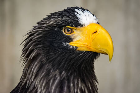 Retrato de un águila