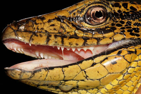 Foto macro de una iguana