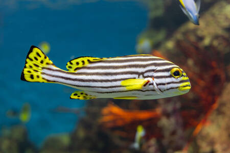 Striped Coral Fish