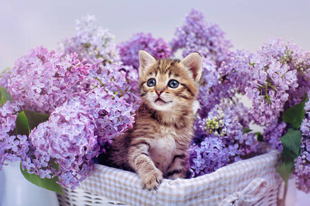 Gatinho em flores de lilás