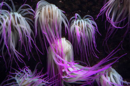 Purple anemone