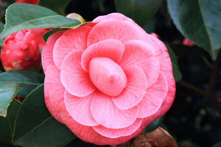 Pink Camellia Japonica
