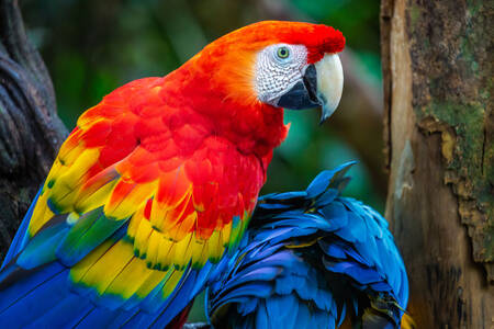 Ара папагал на дърво