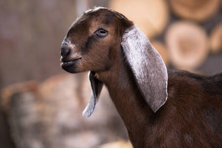 Cabra anglo-nubia