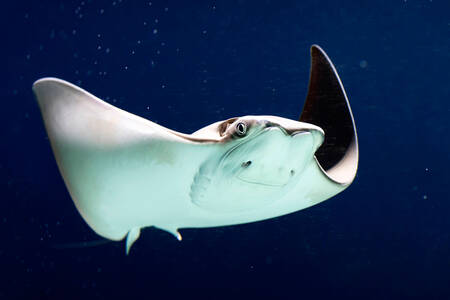 Manta ray
