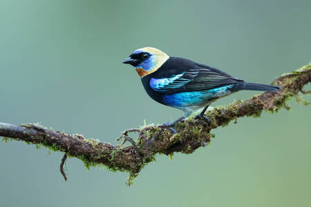 Tanager on a green background