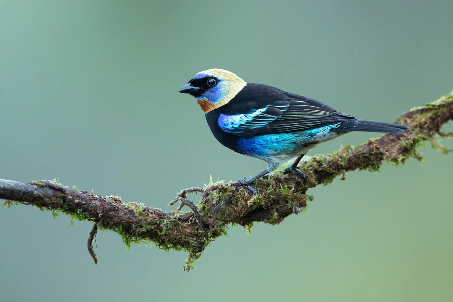 Tanager sur un fond vert