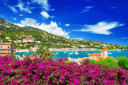 French Riviera with azalea flowers