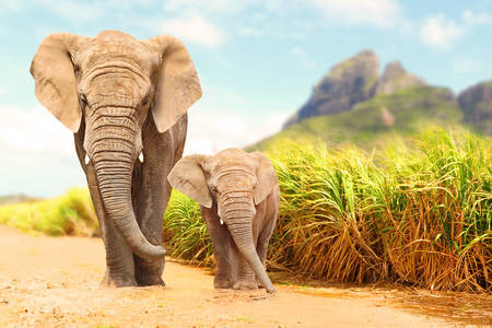 Família de elefantes africanos