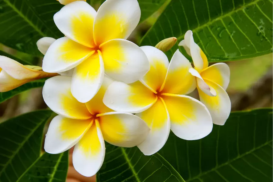 Plumeria virágok