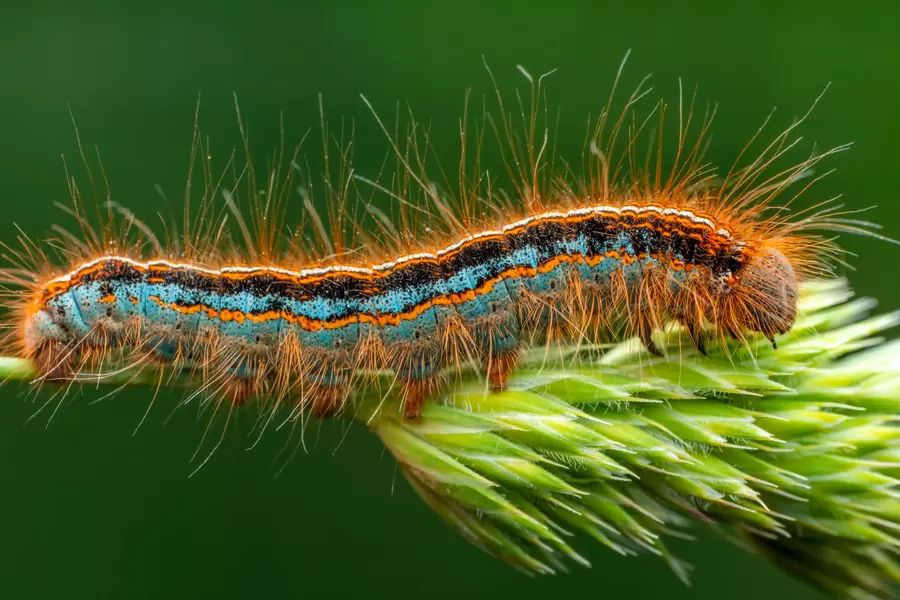 Macrofoto van een vlinderrupsband