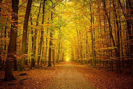 Chemin vers la forêt d'automne