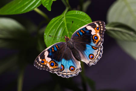 Motyl na zielonym liściu